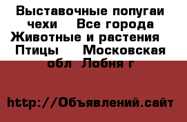 Выставочные попугаи чехи  - Все города Животные и растения » Птицы   . Московская обл.,Лобня г.